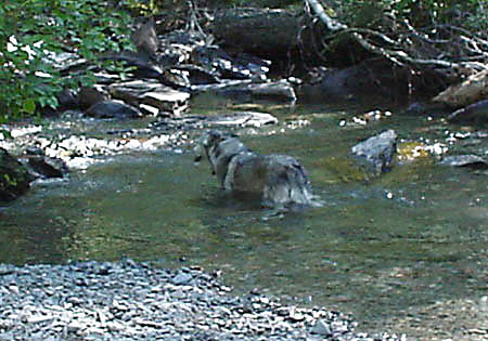 UHL-BeckoTakesADip.JPG (49902 bytes)