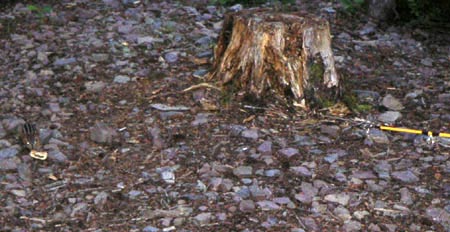 PICT0138FishingForChipmunks01.JPG (40016 bytes)