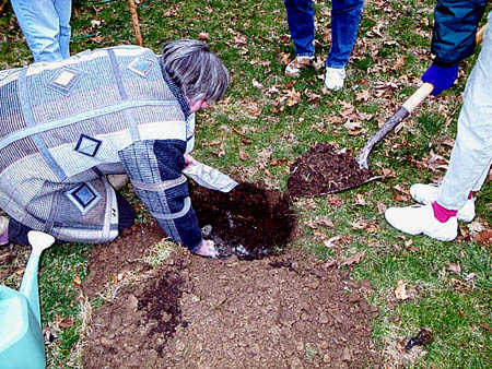 tree_home6_med.jpg (80628 bytes)