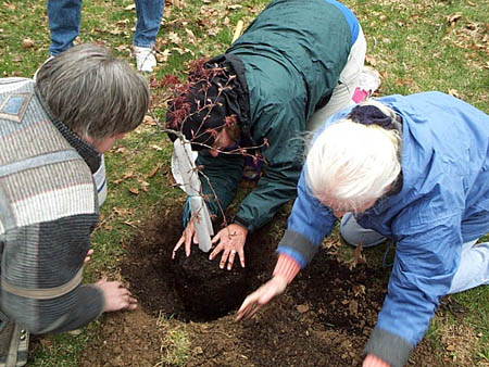 tree_home7_med.jpg (60779 bytes)